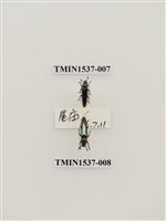 藏品(花蚤科)的圖片